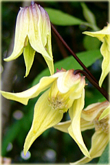 Powojnik Lemon Bells Clematis Lemon Bells