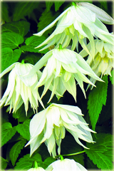 Powojnik Lemon Dream Clematis Lemon Dream