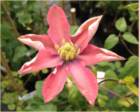 Powojnik Little Mermaid łososioworóżowy Clematis Little Mermaid