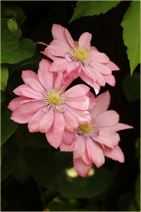 Powojnik Little Mermaid łososioworóżowy Clematis Little Mermaid