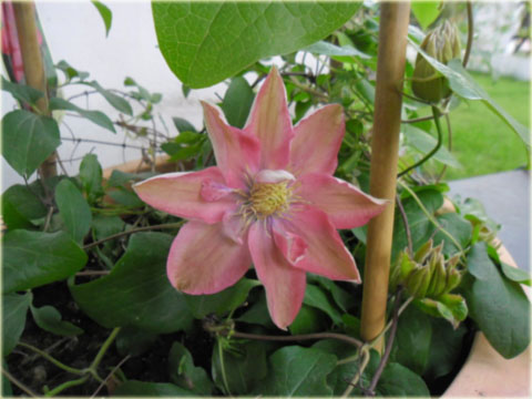 Powojnik Little Mermaid łososioworóżowy Clematis Little Mermaid