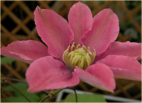 Powojnik Little Mermaid łososioworóżowy Clematis Little Mermaid