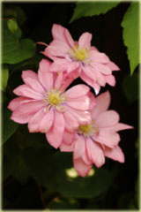 Powojnik Little Mermaid łososioworóżowy Clematis Little Mermaid