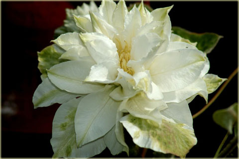 Powojnik Maria Skłodowska Curie Clematis Maria Skłodowska Curie