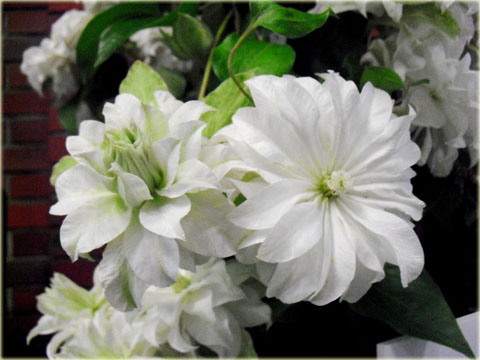 Powojnik Maria Skłodowska Curie Clematis Maria Skłodowska Curie