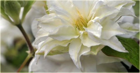 Powojnik Maria Skłodowska Curie Clematis Maria Skłodowska Curie