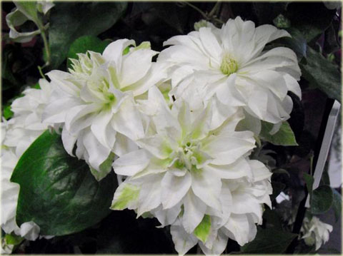 Powojnik Maria Skłodowska Curie Clematis Maria Skłodowska Curie