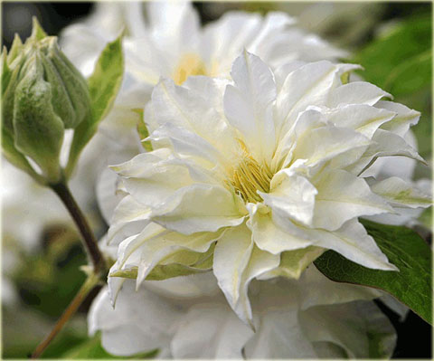 Powojnik Maria Skłodowska Curie Clematis Maria Skłodowska Curie