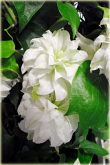 Powojnik Maria Skłodowska Curie Clematis Maria Skłodowska Curie