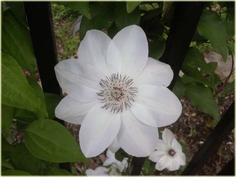 Powojnik Matka Teresa Clematis Matka Teresa