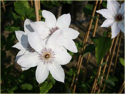 Powojnik Matka Teresa Clematis Matka Teresa