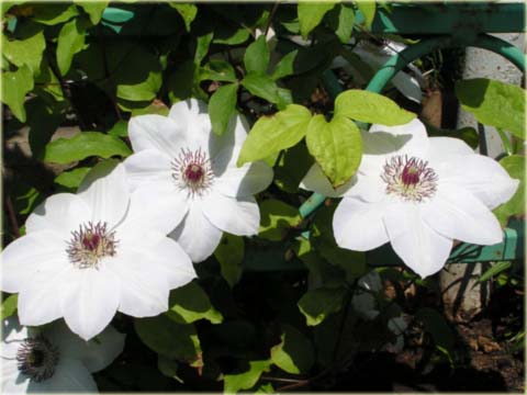 Powojnik Matka Teresa Clematis Matka Teresa