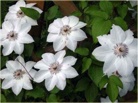 Powojnik Matka Teresa Clematis Matka Teresa