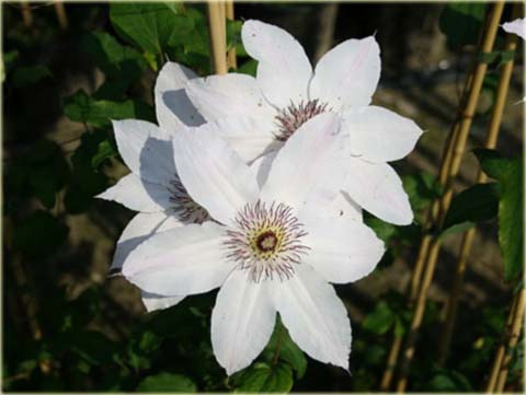 Powojnik Matka Teresa Clematis Matka Teresa