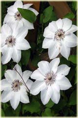 Powojnik Matka Teresa  Clematis Matka Teresa