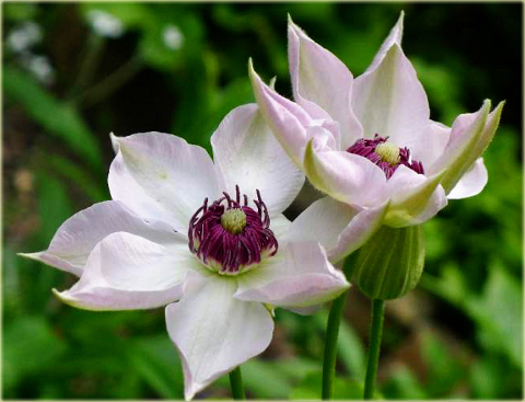 Powojnik Matka Urszula Ledóchowska Clematis Matka Urszula Ledóchowska