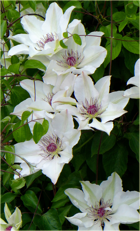 Powojnik Matka Urszula Ledóchowska Clematis Matka Urszula Ledóchowska