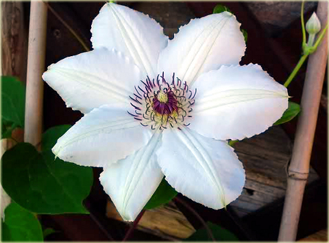 Powojnik Matka Urszula Ledóchowska Clematis Matka Urszula Ledóchowska