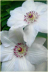 Powojnik Matka Urszula Ledóchowska Clematis Matka Urszula Ledóchowska