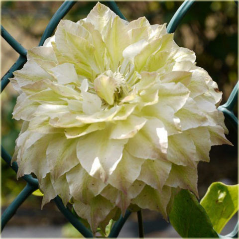 Powojnik Midori biały z zielonym cieniowaniem Clematis Midori