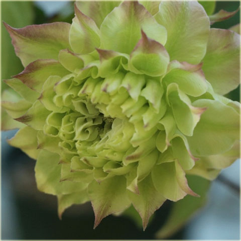 Powojnik Midori biały z zielonym cieniowaniem Clematis Midori