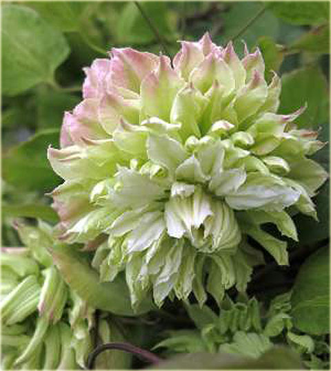 Powojnik Midori biały z zielonym cieniowaniem Clematis Midori