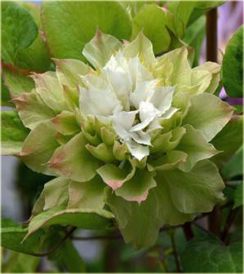 Powojnik Midori biały z zielonym cieniowaniem Clematis Midori