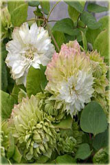  Powojnik Midori biały z zielonym cieniowaniem Clematis Midori 