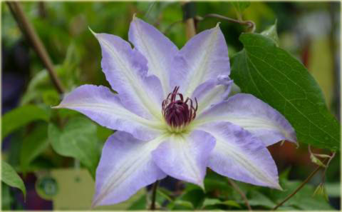 Powojnik Misayo, Clematis Misayo
