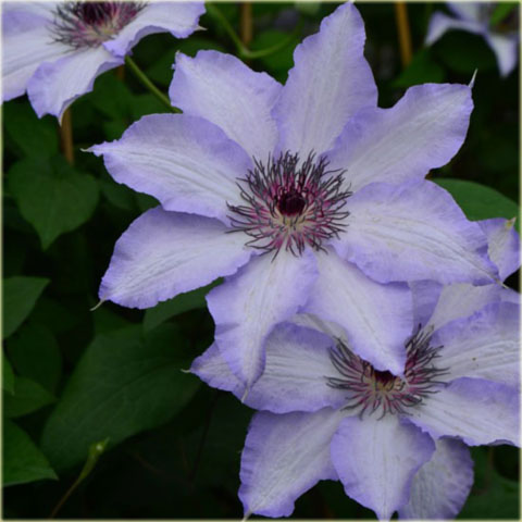 Powojnik Misayo, Clematis Misayo