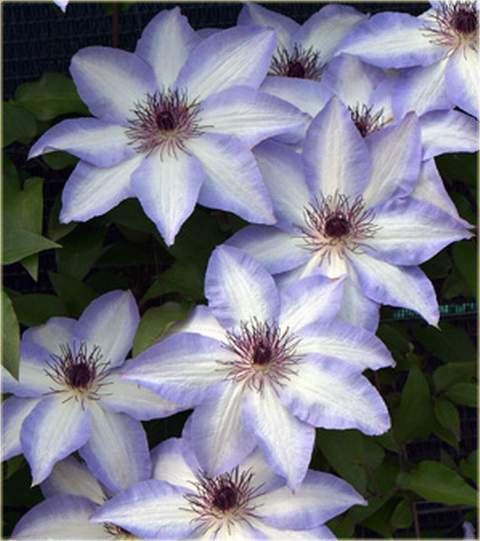 Powojnik Misayo, Clematis Misayo
