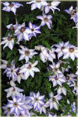 Powojnik Misayo, Clematis Misayo