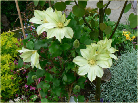 Powojnik Moonlight Clematis Moonlight