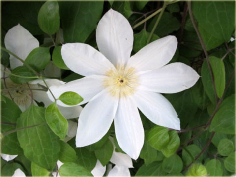 Powojnik Moonlight Clematis Moonlight