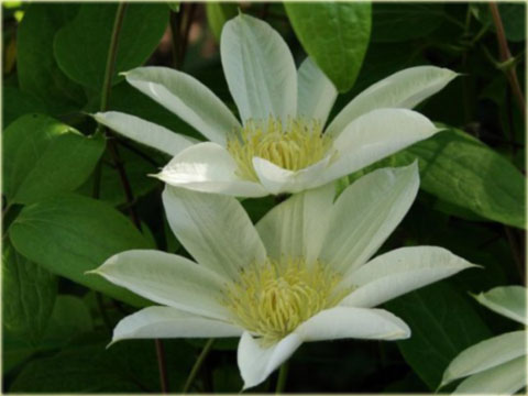 Powojnik Moonlight Clematis Moonlight