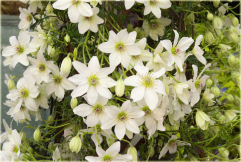 Powojnik Moonlight Clematis Moonlight