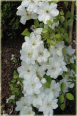 Powojnik Mooblight Clematis Moonlight