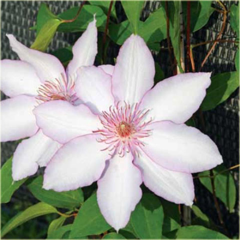 Powojnik Nina Clematis Nina