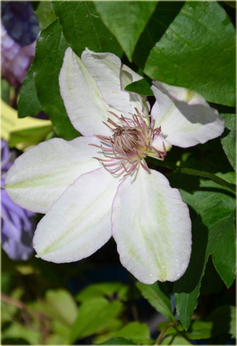 Powojnik Nina Clematis Nina