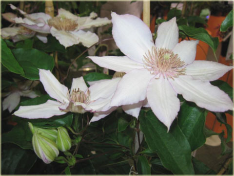Powojnik Nina Clematis Nina