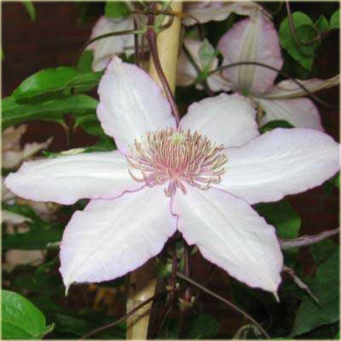 Powojnik Nina Clematis Nina