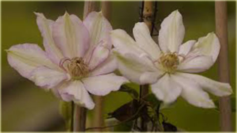 Powojnik Nina Clematis Nina