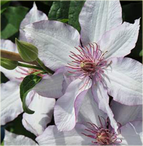 Powojnik Nina Clematis Nina