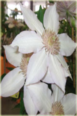 Powojnik Nina Clematis Nina