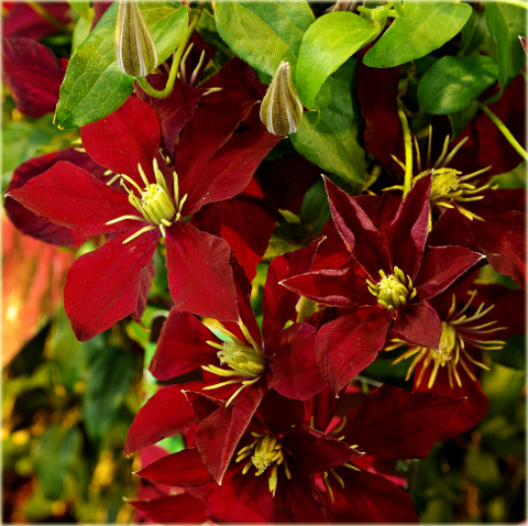 Powojnik Niobe Clematis Niobe