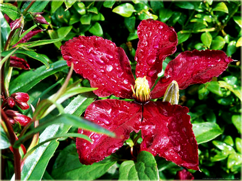 Powojnik Niobe Clematis Niobe