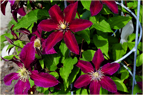 Powojnik Niobe Clematis Niobe