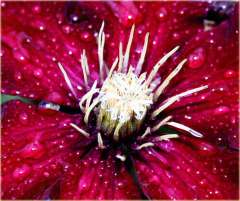 Powojnik Niobe Clematis Niobe