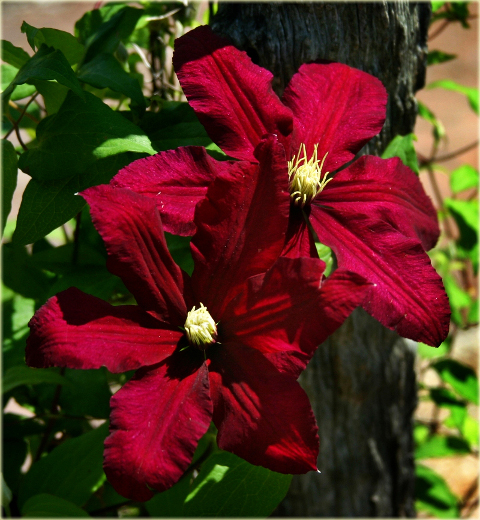 Powojnik Niobe Clematis Niobe