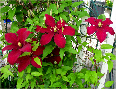 Powojnik Niobe Clematis Niobe